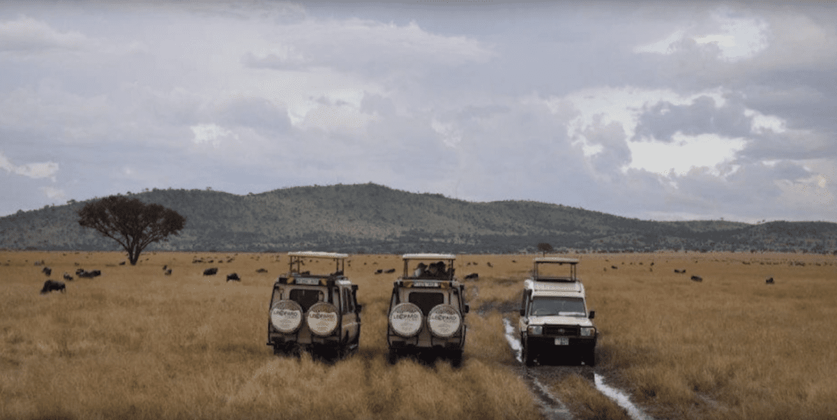 Watching wildebeests from trucks on a safari in Tanzania
