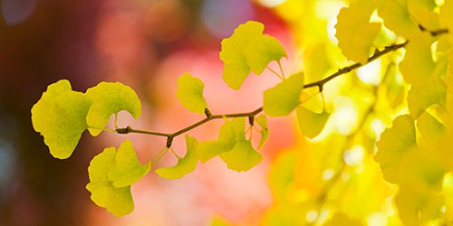 Branch of yellow leafed gingko tree