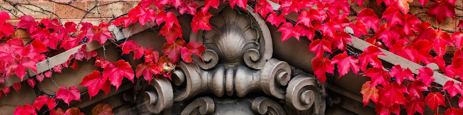 Red and fall-colored leaves of climbing ivy wrap around an ornate architectural detail on the exterior of a UW campus building