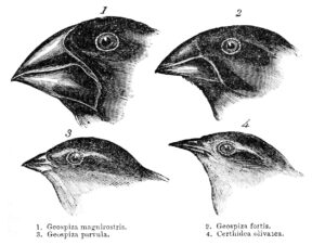 Darwin's finches by Gould